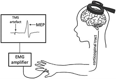 Transcranial Magnetic Stimulation to Assess Exercise-Induced Neuroplasticity